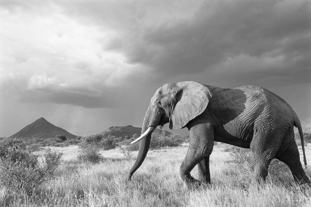 african-elephant-storm-light-nature-wildlife-photography-james-warwick-bw.jpg