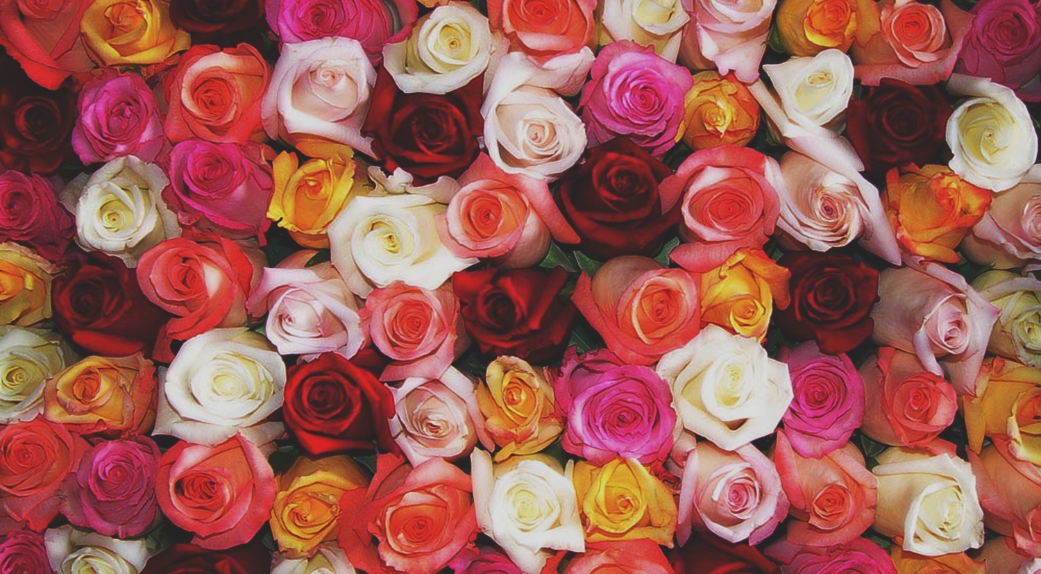 The Meaning of Rose Colors — Bob's Market and Greenhouses