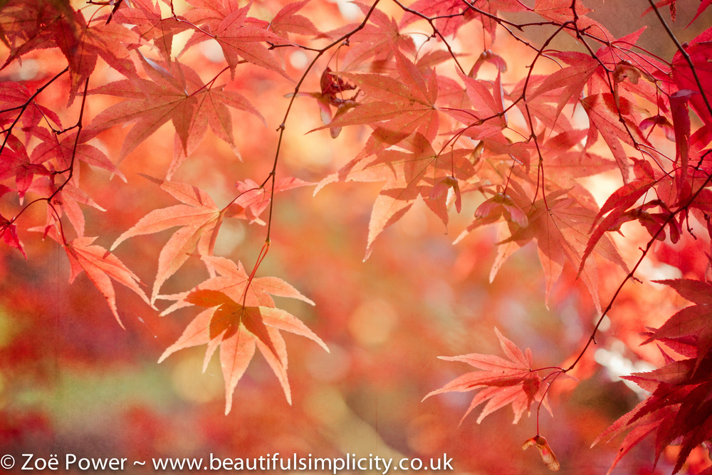 Photo tips: capturing autumn / fall colour — Beautiful Simplicity