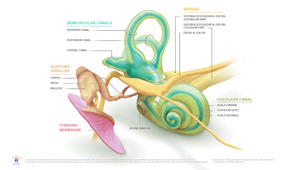 Ear Anatomy Medical Illustrations — Campbell Medical ...