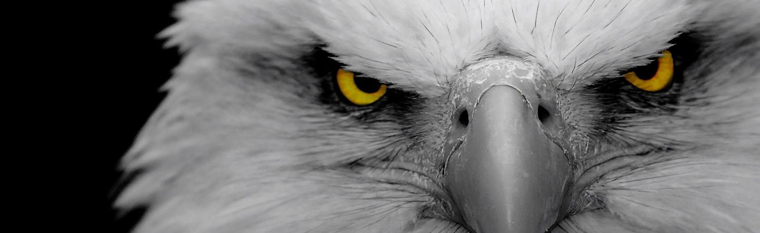 Eagle+Eye+Banner+F.jpg