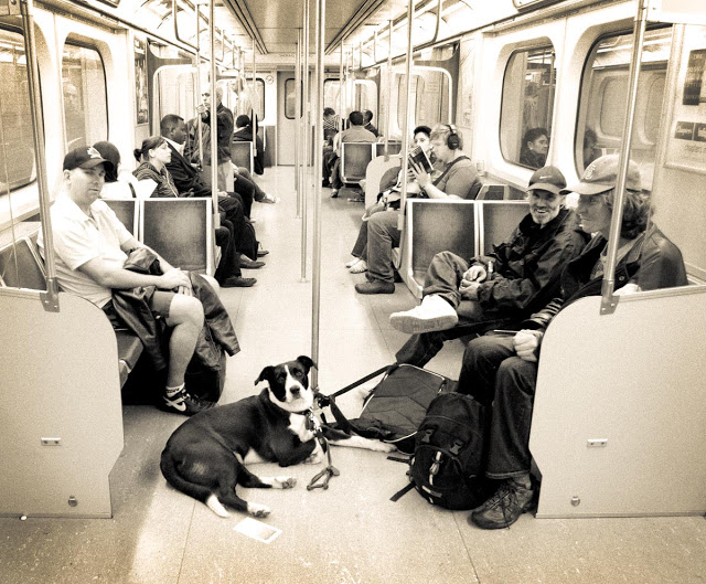 A dog with commuters on the TTC