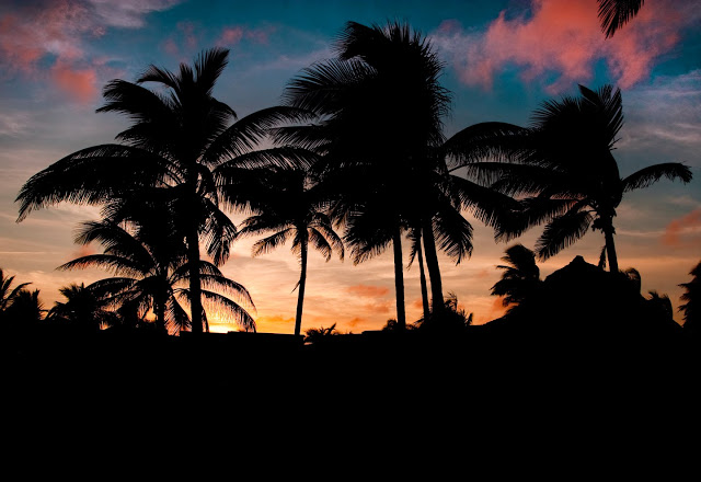 Cuba Palm Tree Desktop Background or Wallpaper