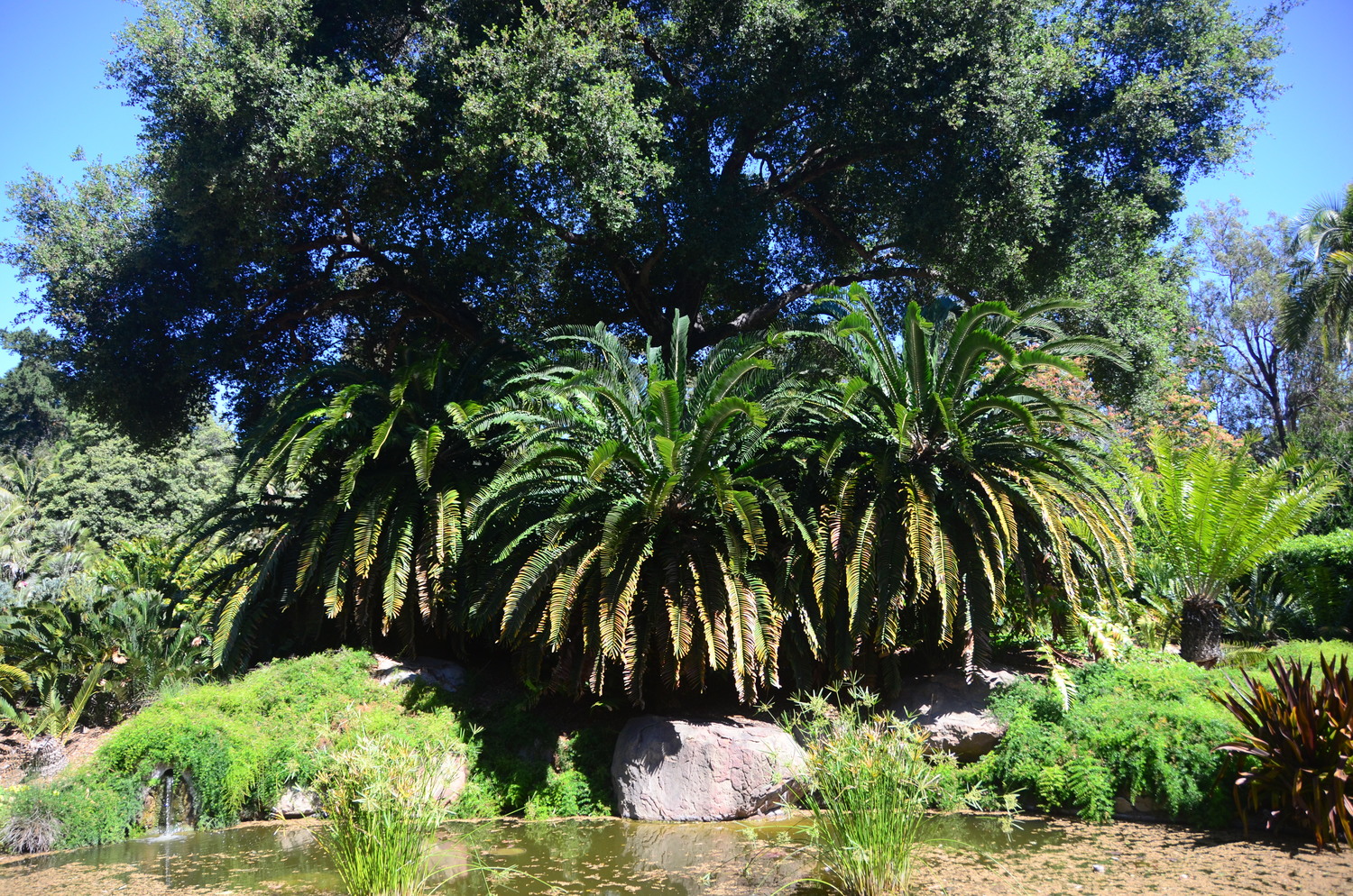 Escaping To Lotusland Santa Barbara S Magical Garden The City