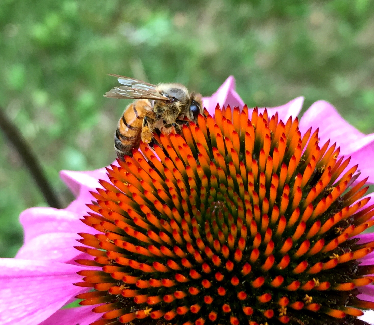 10 ways you can help save the bees — New York Bee Sanctuary