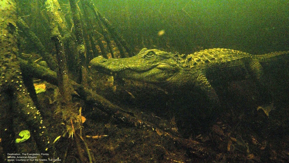 Kayaking With Alligators in the Big Cypress National Preserve ...
