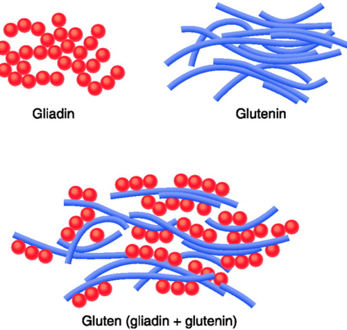 Image result for glutenin and gliadin