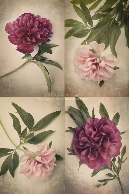 Antique Peonies Set of four images by Suzanne Goodwin Copyright 2013