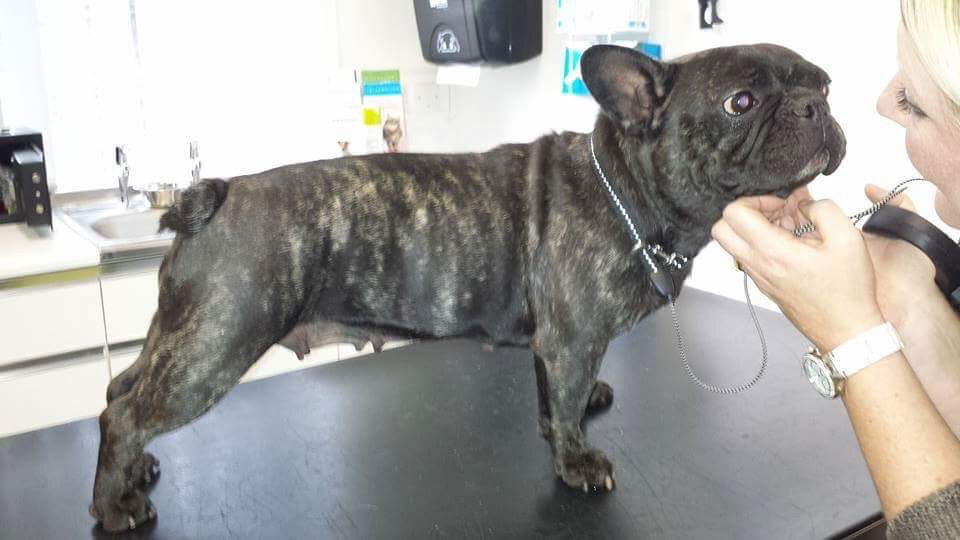 Meet Dolly, the first French Bulldog that Lindsey saved, loved and mended back to better health