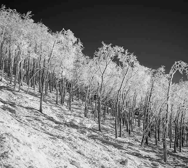 One of my favorite scenes of winter: the snow-caked branches of aspen trees on a ski slope.