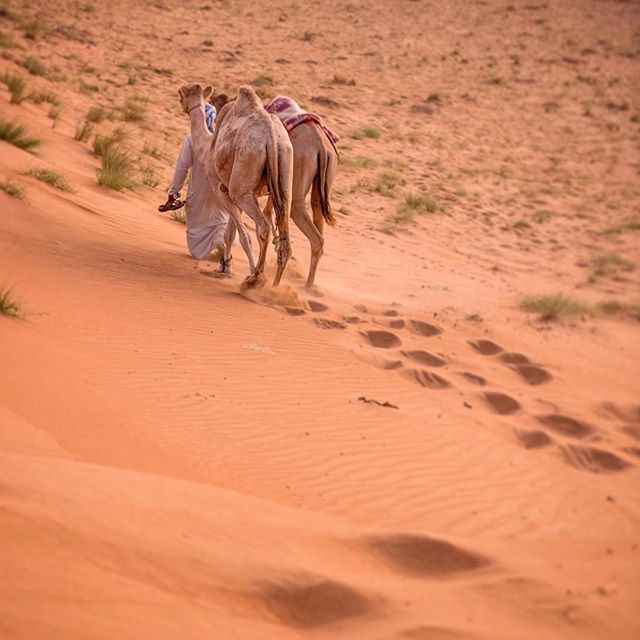 Footloose and fancy-free in the Wahiba Sands desert of Oman. My favorite part of this picture: the camel driver, largely obscured by camels, holding his flip flops as he descends a dune. Extreme dislike of sand in shoes is a universal thing.