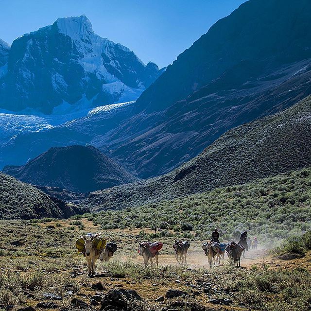 Arrieros and their train of pack animals, laden with the tents and food of circuit hikers, move down valley through the Cordillera Huayhuash of Peru. In the background are the high peaks of the Huayhuash, and in the foreground you'll find my buddy Samuel and some of the best mulas in the world.