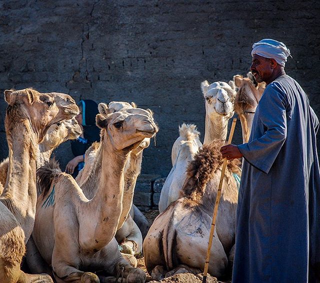 A captive audience at the Birqash camel market outside of Cairo. Years ago I spent a summer studying in Egypt, and of the many sights visited and towns explored, the morning I spent at this bustling market amidst traders and braying camels remains one of my favorite memories.