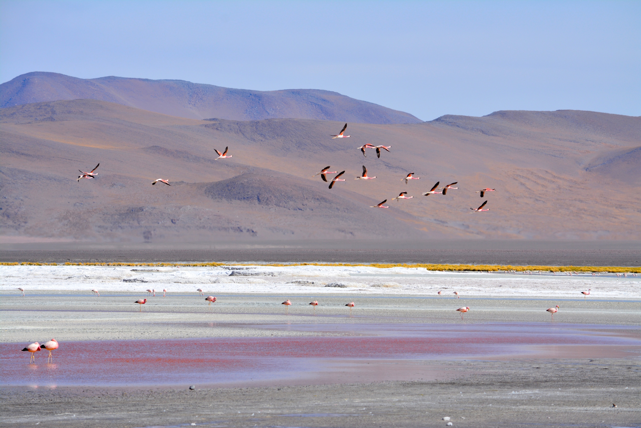 Flamingos in flight over Laguna Colorada