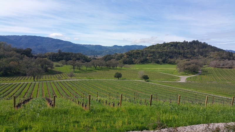 View of the vines at Joseph Phelps Vineyards