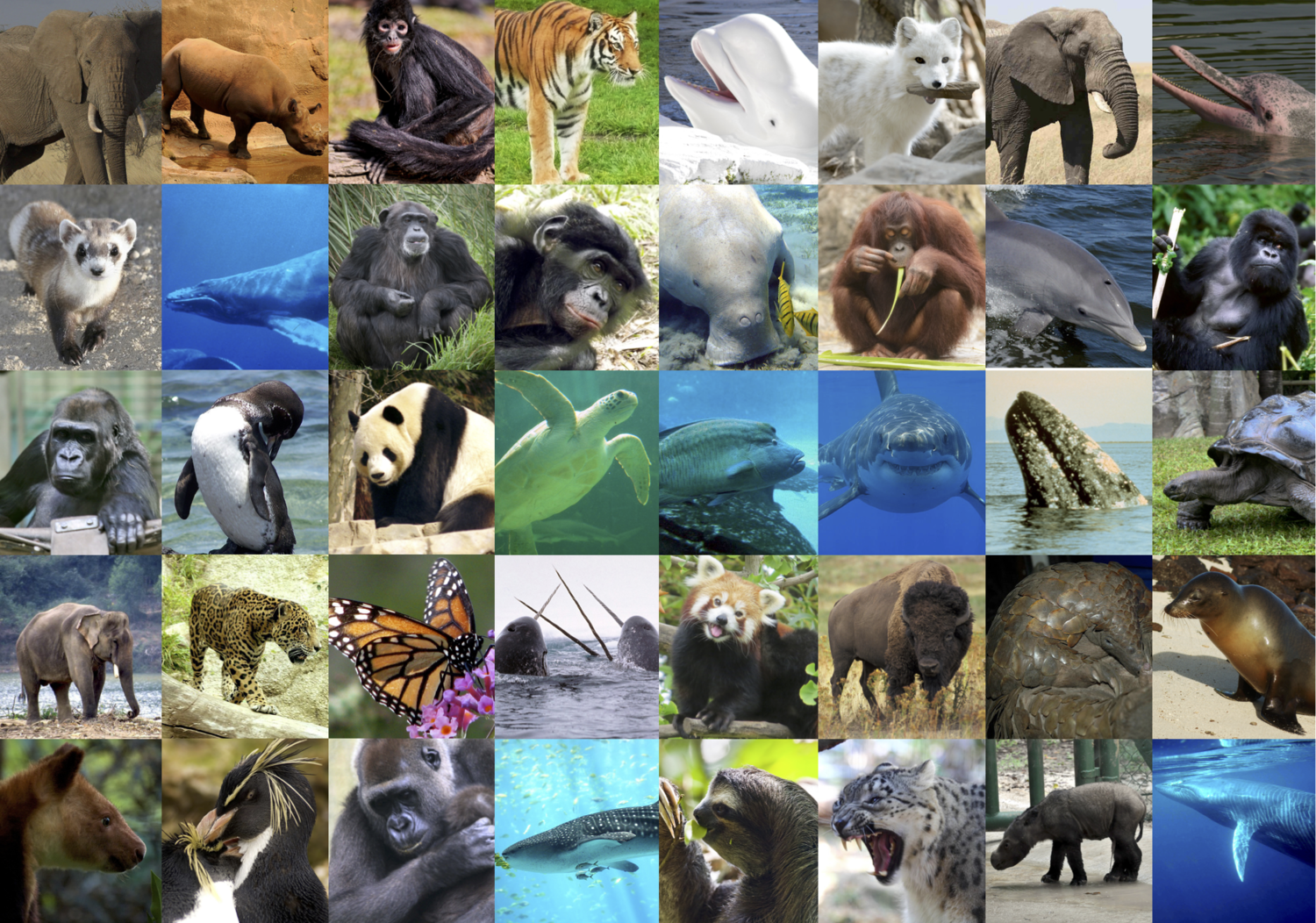 Image result for animal collage