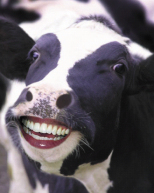 Happy Gassy Belching Cow