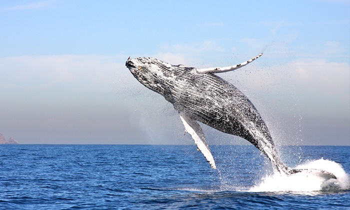A 3 Hour Whale Watching Cruise For One 34 38 Off Two 63 43 Or Four 109 50 At Channel Islands Harbor Grab The Deal