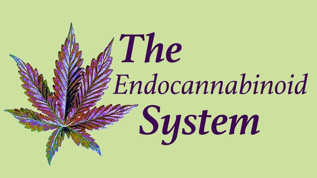 How-to-Stimulate-support-Your-Endocannabinoid-System-increase-activate-release-cannabinoids-enhancing-without-smoking-marijuana-pot-effective-boost-anandamide-natural-receptors-foods-exercise-supporting-deficiency-human-cancer-research-discovery-role-pdf-definition