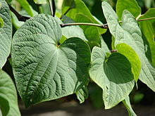 kava-How-to-Stimulate-support-Your-Endocannabinoid-System-increase-activate-release-cannabinoids-enhancing-without-smoking-marijuana-pot-effective-boost-anandamide-natural-receptors-foods-exercise-supporting-deficiency-human-cancer-research-discovery-role-pdf-definition