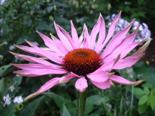 echinacea-How-to-Stimulate-support-Your-Endocannabinoid-System-increase-activate-release-cannabinoids-enhancing-without-smoking-marijuana-pot-effective-boost-anandamide-natural-receptors-foods-exercise-supporting-deficiency-human-cancer-research-discovery-role-pdf-definition