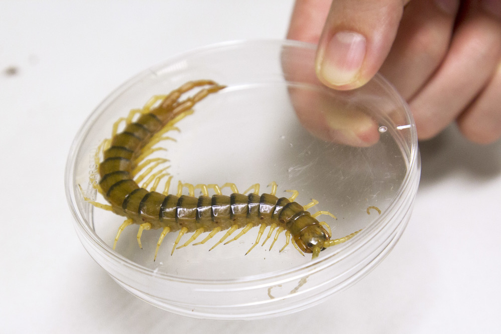  How do you milk venom from 3000 centipedes? Carefully and at an excruciatingly slow pace. Â© IMB, University of Queensland (used with permission) 