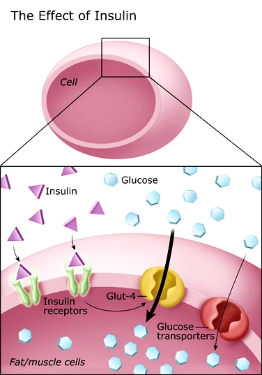 Papel principal da insulina