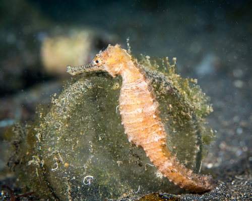 Hippocampus trimaculatus,  the three-spot seahorse. Photo by DavidR/iSeahorse