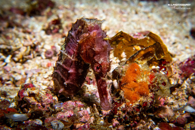 Hippocampus spinosissimus,  hedgehog seahorse. Photo by Evolution Dive Resort, Philippines.