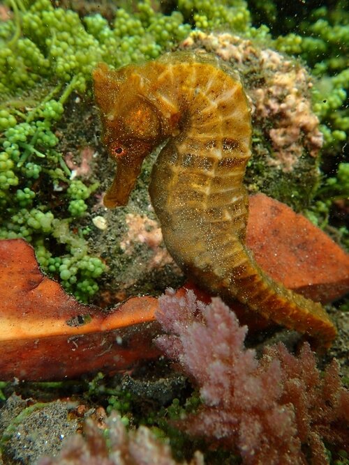Pacific seahorse ( Hippocampus ingens ). Photo by Rémi Bigonneau