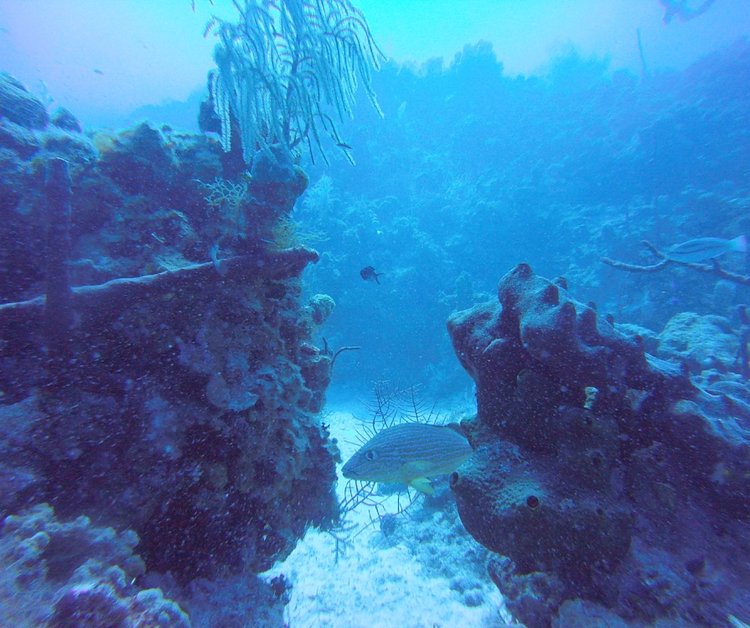 scuba-diving-grand-cayman-cayman-islands