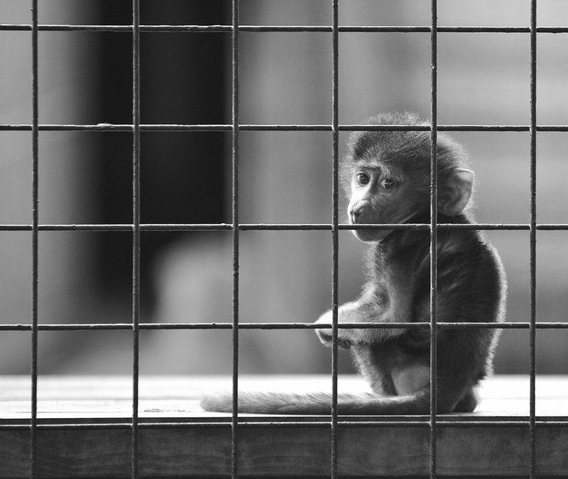 It's not you. It's your cage.   photo by Stewart Hardy
