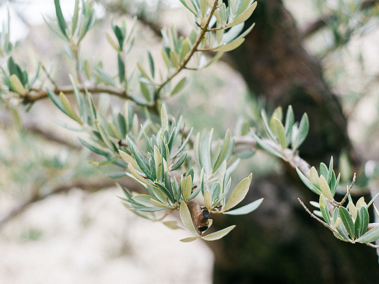 Olive trees in Provence - Celine Chhuon Phototography