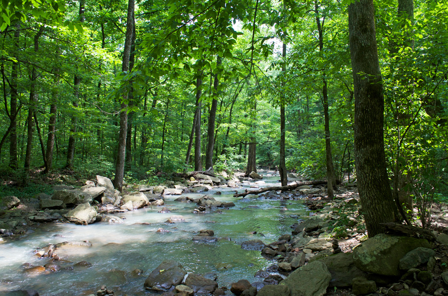 creek through woods