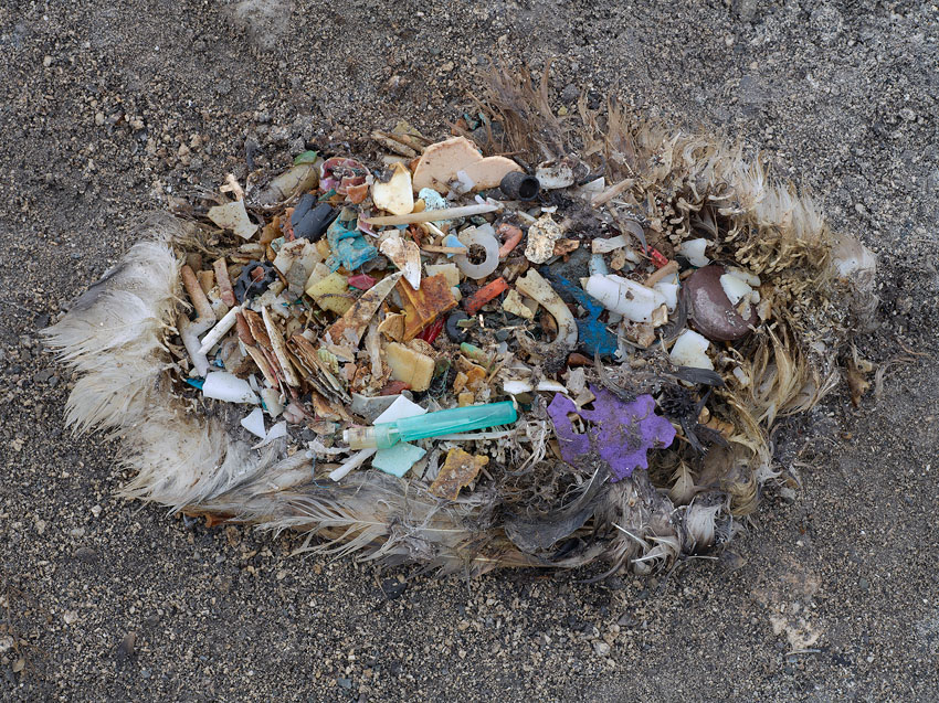Midway Albatross an Icon of the Plastic Pollution Problem
