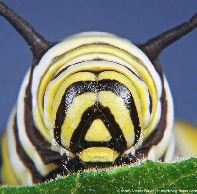 larva / caterpillar â€