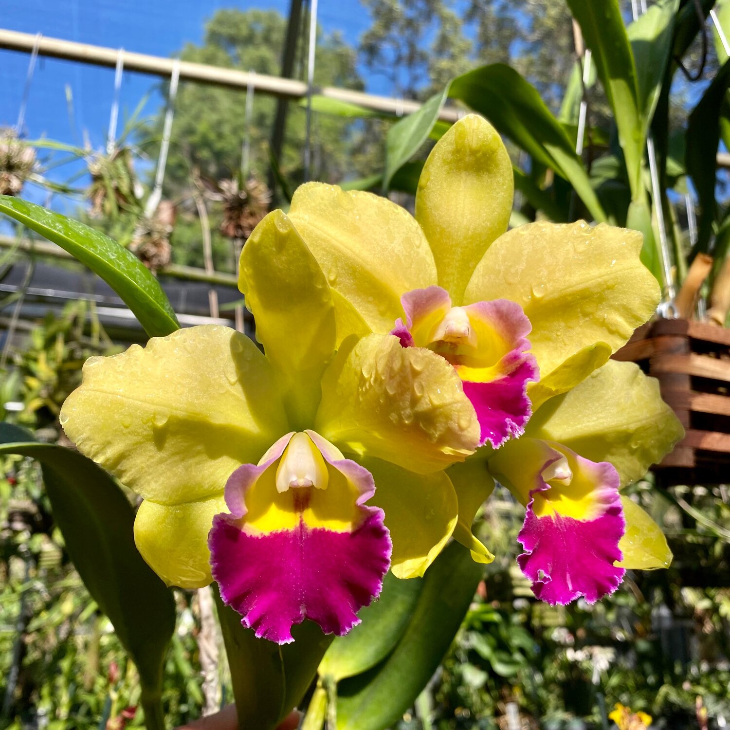 Rlc. Hsinying Greenworth 'NN' — Palmer Orchids