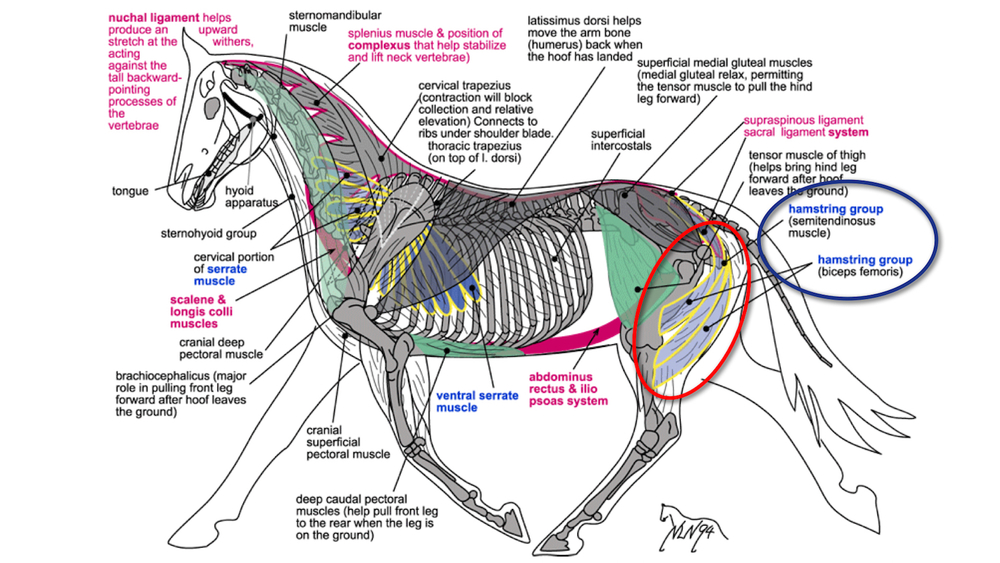 what does it mean to hamstring a horse
