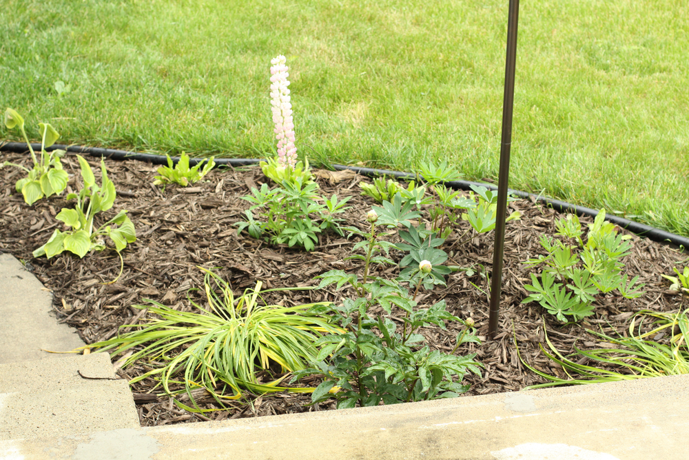 Garden with daisies, lupine, peonies