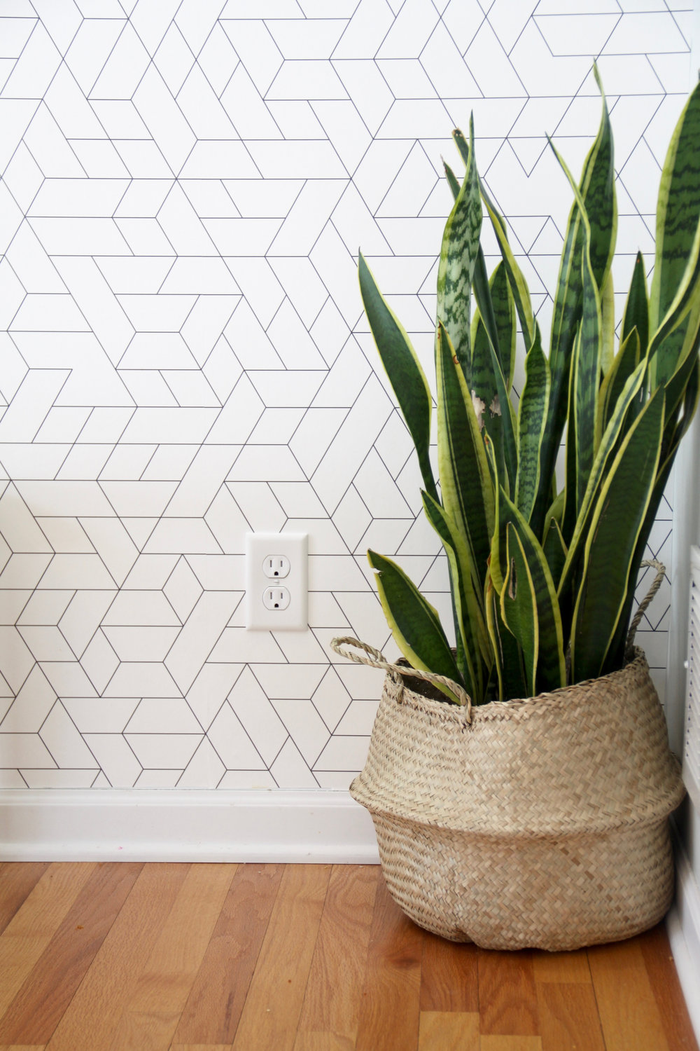 Modern Wallpaper with Snake Plant in Basket