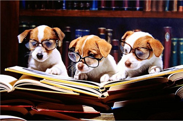 dogs-reading-books.jpg?format=1500w