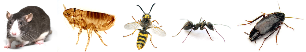 Pest Control North Wales  Professional Pest Control in North Wales
