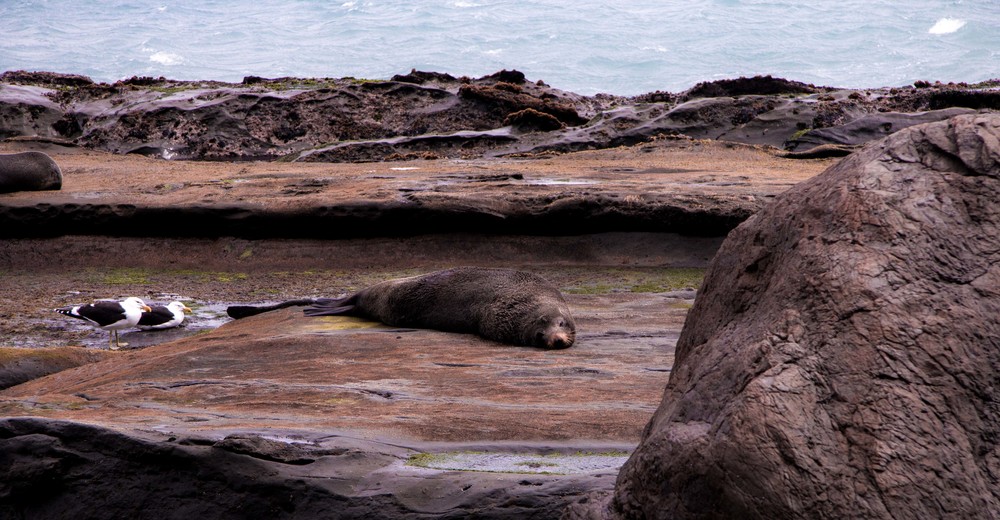 Seal at Cape Palliser