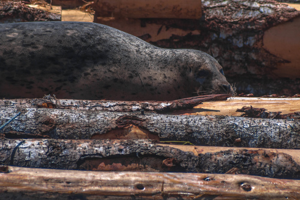 Wallowing seal