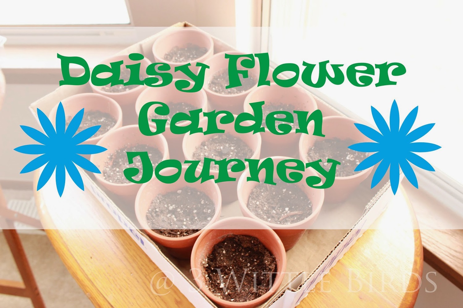 daisy flower garden journey: session 1 - mighty girls rock