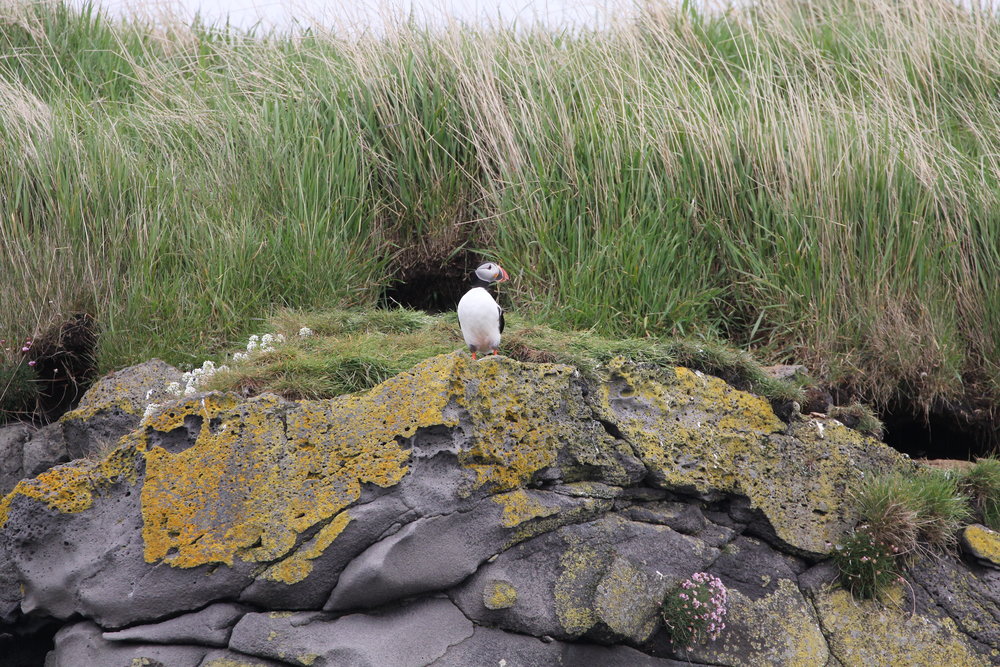  Atlantic puffin in front of burrow 