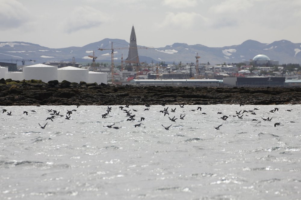 Reykjavik and puffins