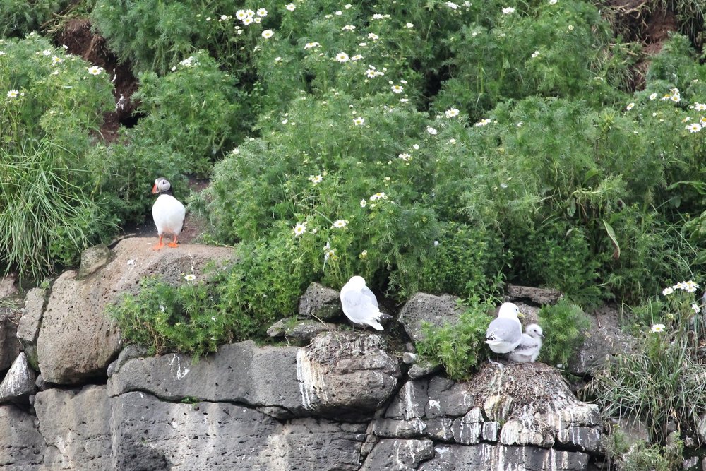 Puffin and Kittiwake on Lundey