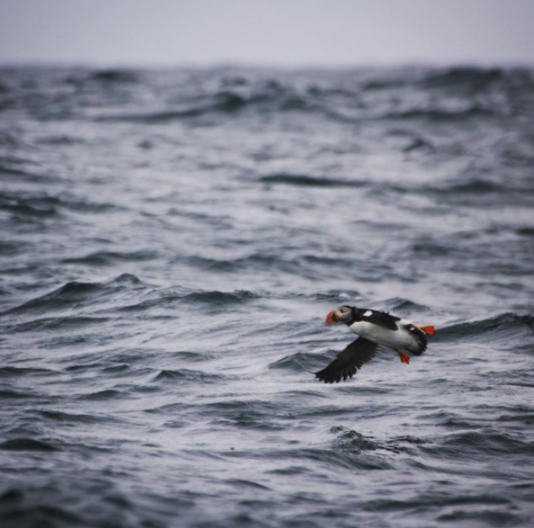  Puffin at flight - Photo taken by our Naturalist, Jess 