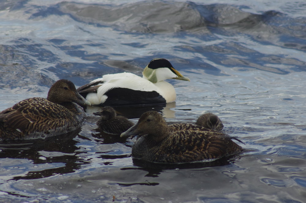  Common Eider, one male with two females and two chicks! 